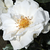 Fehér - Virágágyi floribunda rózsa - White Magic